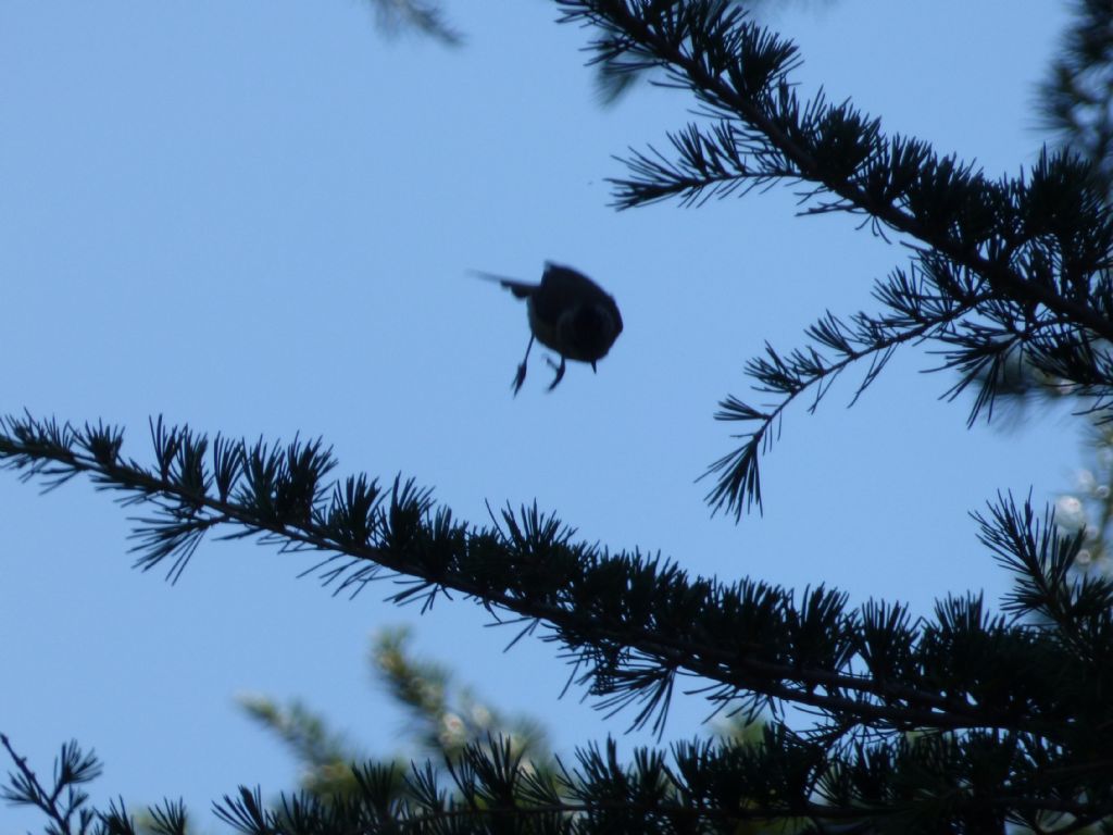 Cincia dal ciuffo (Lophophanes cristatus)